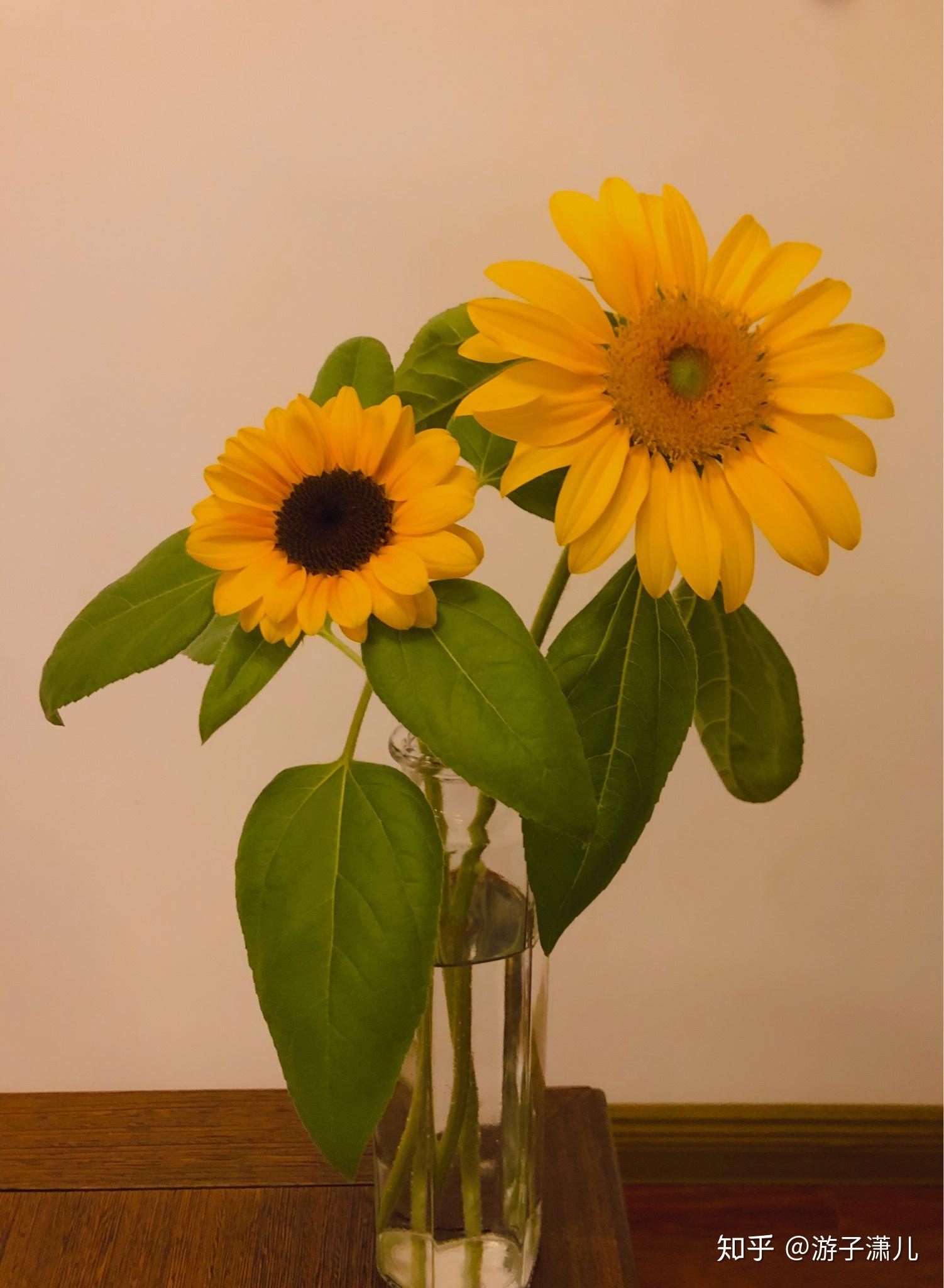 室内有什么好养活又好看的盆栽花朵呢? - 知乎