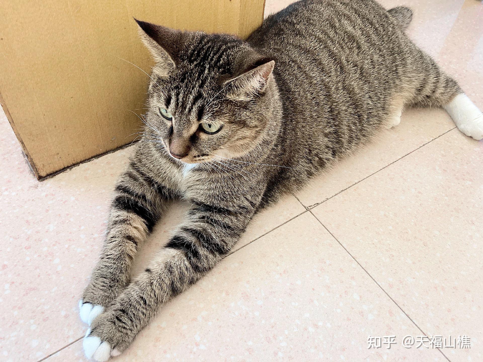 中国特有的狸花猫有多强大?