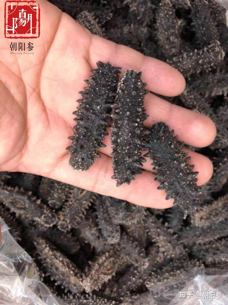 如何买海参不被坑 v2-f023a0b5829a3d213a65baad001cd248_r.jpg