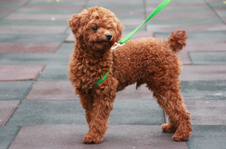 v2-f026c736edf8edb667a3b786e54da9cb_1440w.jpg?source=172ae18b