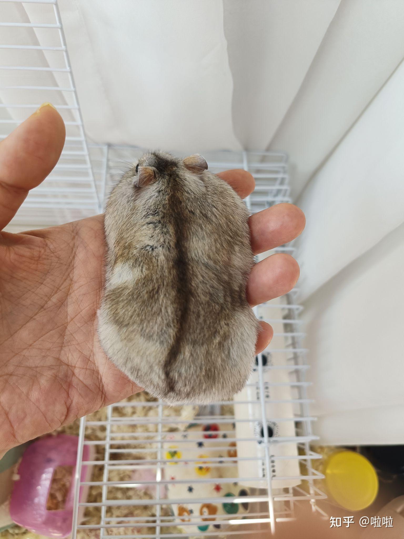 仓鼠布丁为什么毛色变黑变灰了