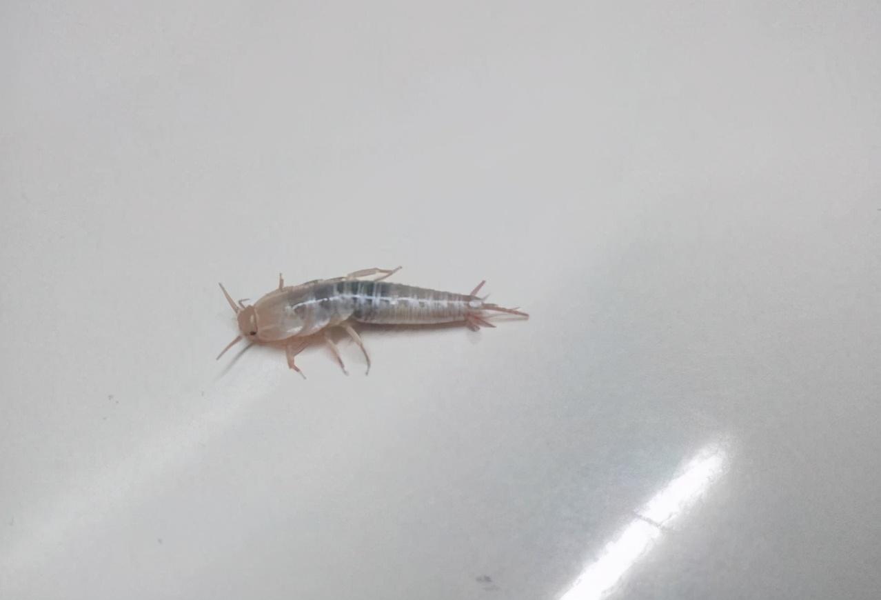 衣鱼形态,小至中型,无翅.