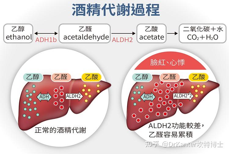 酒精代谢过程图图片