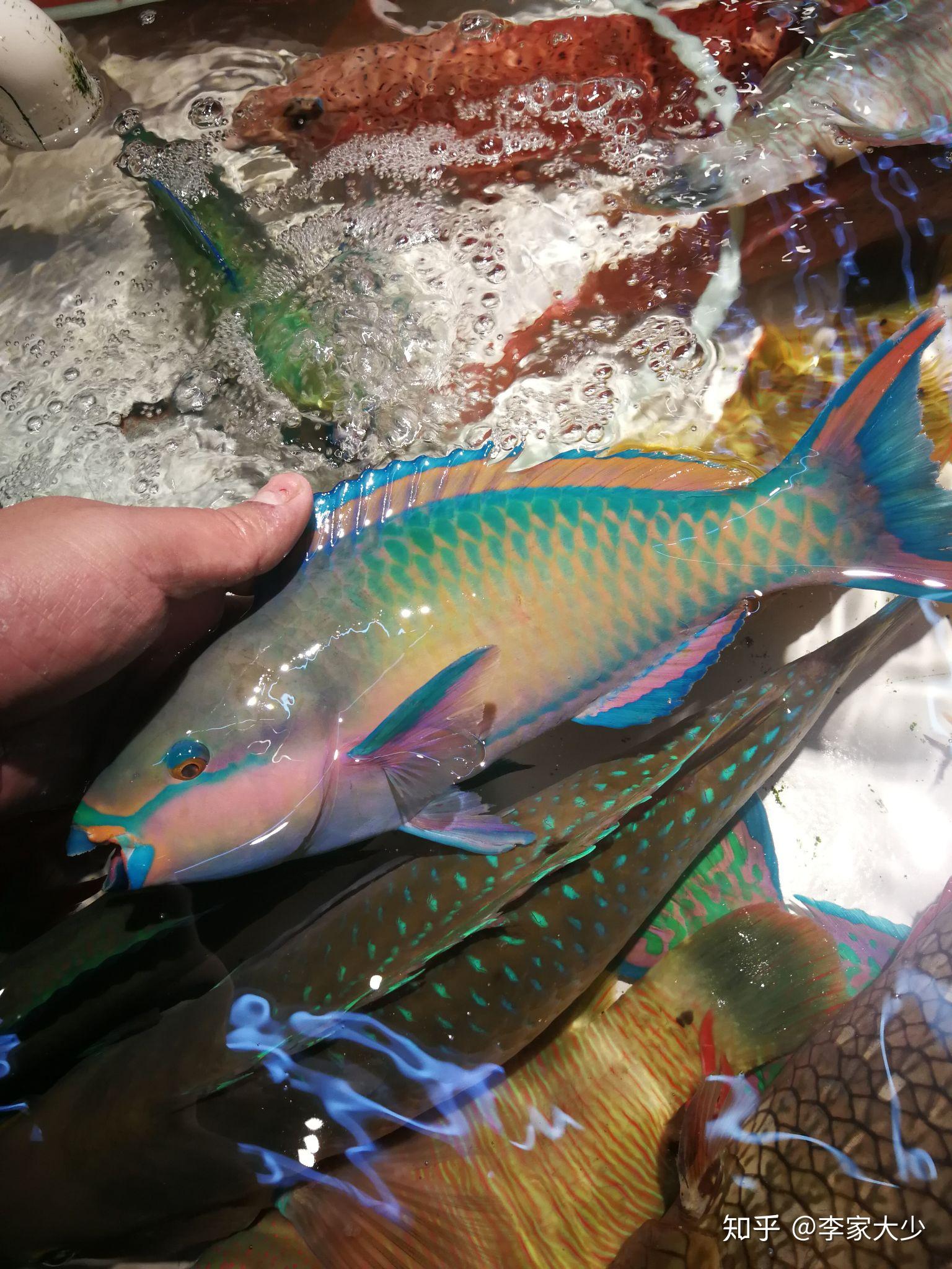 藍點鸚哥魚 | 美丽海生物图鉴 | 冲绳美丽海水族馆 - 冲绳美麗海 世代相传
