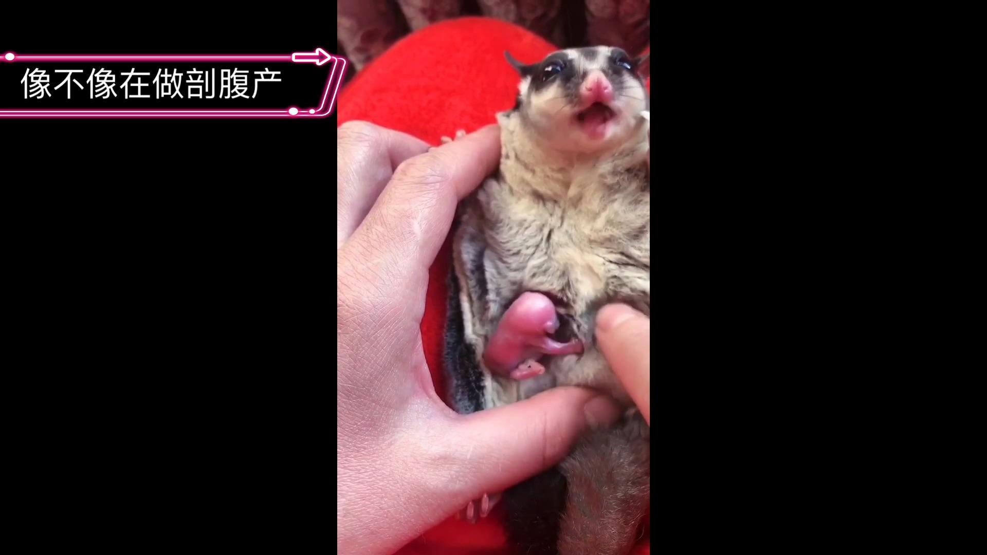 在育儿袋里面40多天的蜜袋鼯是什么样子