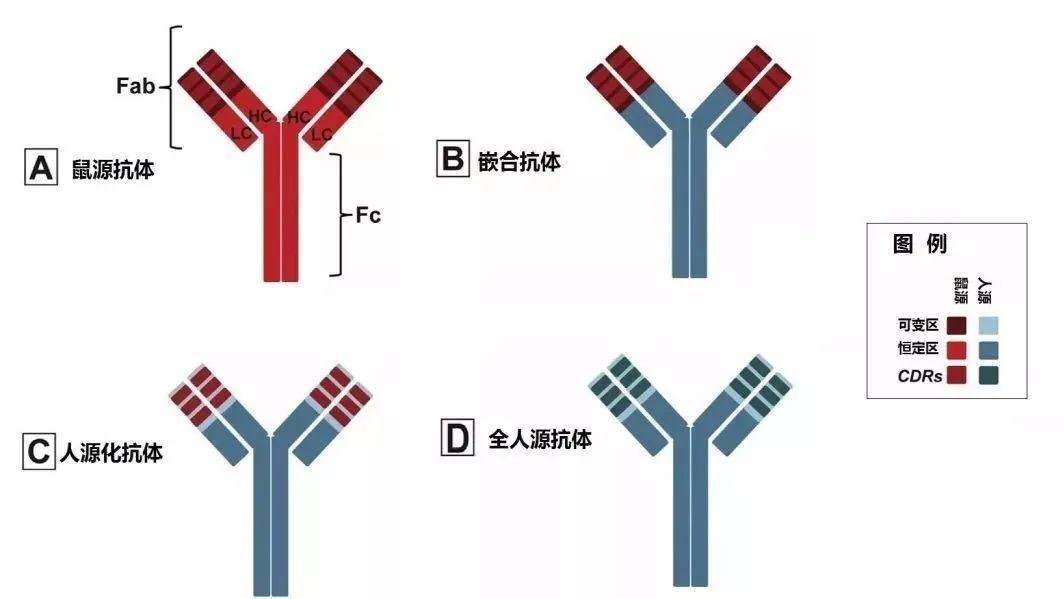 “超大库容全人源抗体库与高质量抗体筛选”服务、助力抗体药物快速开发 - 知乎