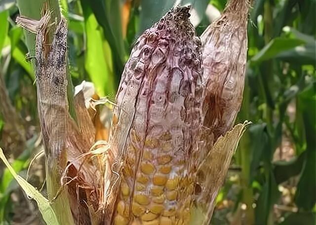 玉米灌浆期常见的一种病害穗部和籽粒出现腐烂9月是高发期