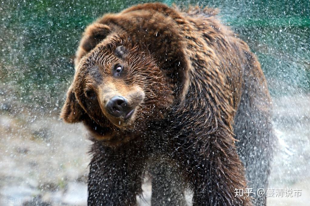 如何看待上海野生動物園飼養員實施作業時被熊攻擊不幸遇難一事類似