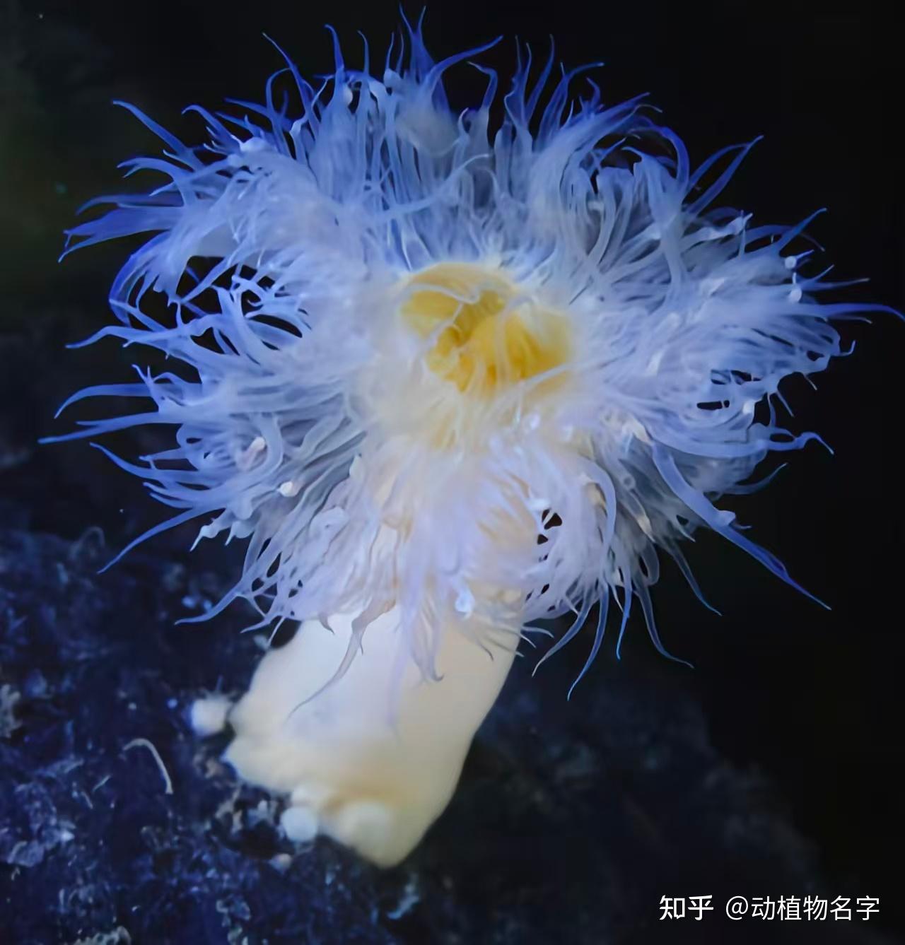 石台县海葵实业：在市场竞争中绽放光彩