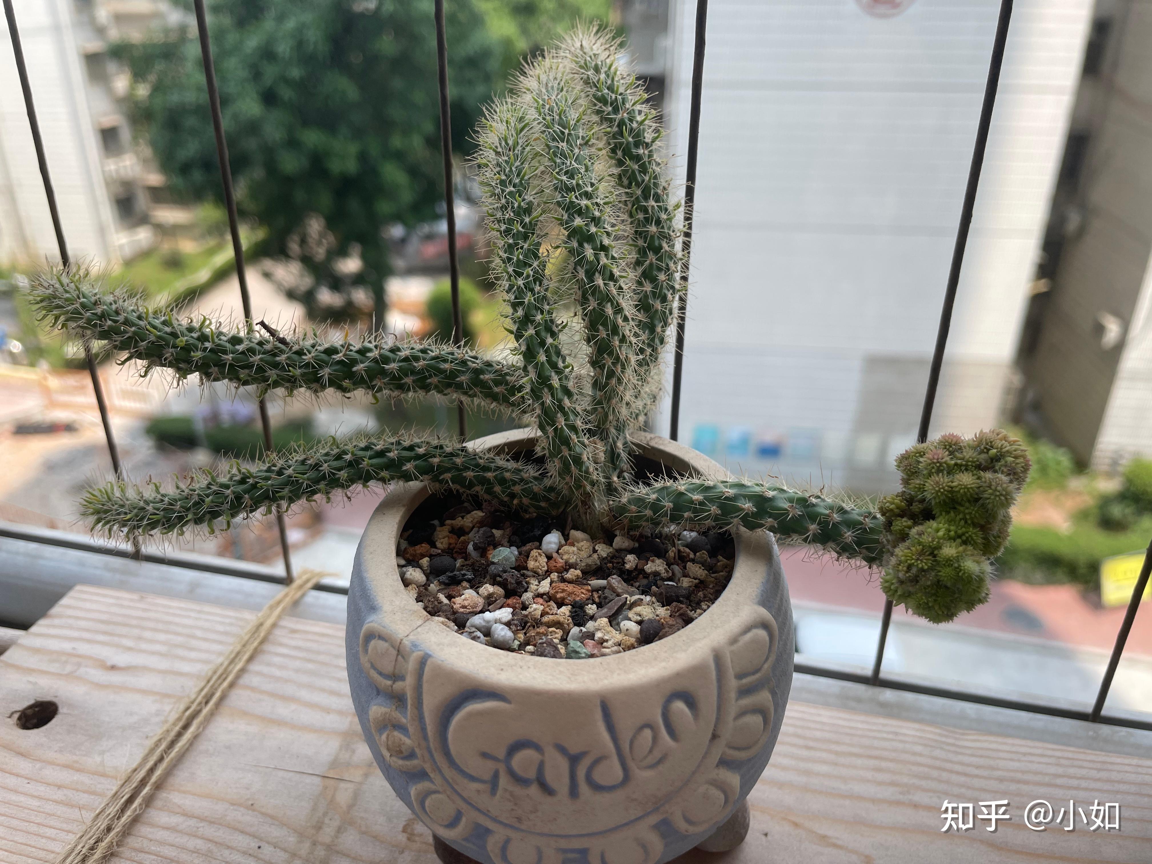 松鼠团扇它是怎么了? - 知乎