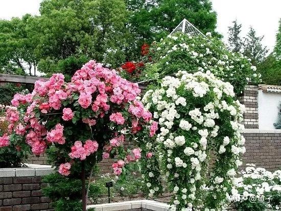 盆景花卉比较流行,不少花友盆友们采掘野生蔷薇桩材,利用原始造型