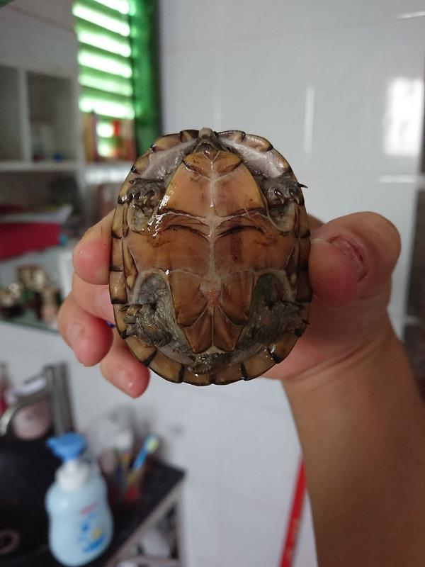 麝香龟请问那一个是公母?