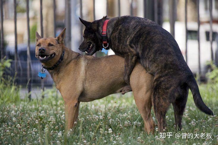 狗狗互相骑就一定是搞黄色吗