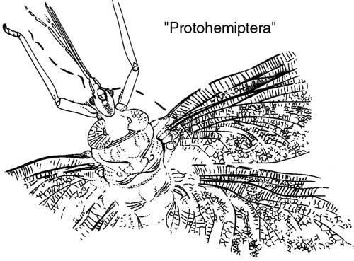 翅目(paleodictyoptera;b:mischoptera nigra,魁翅目(megasecoptera)