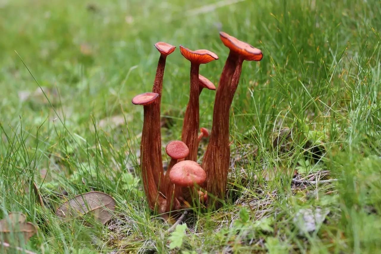 美丽的大型真菌(三) - 知乎