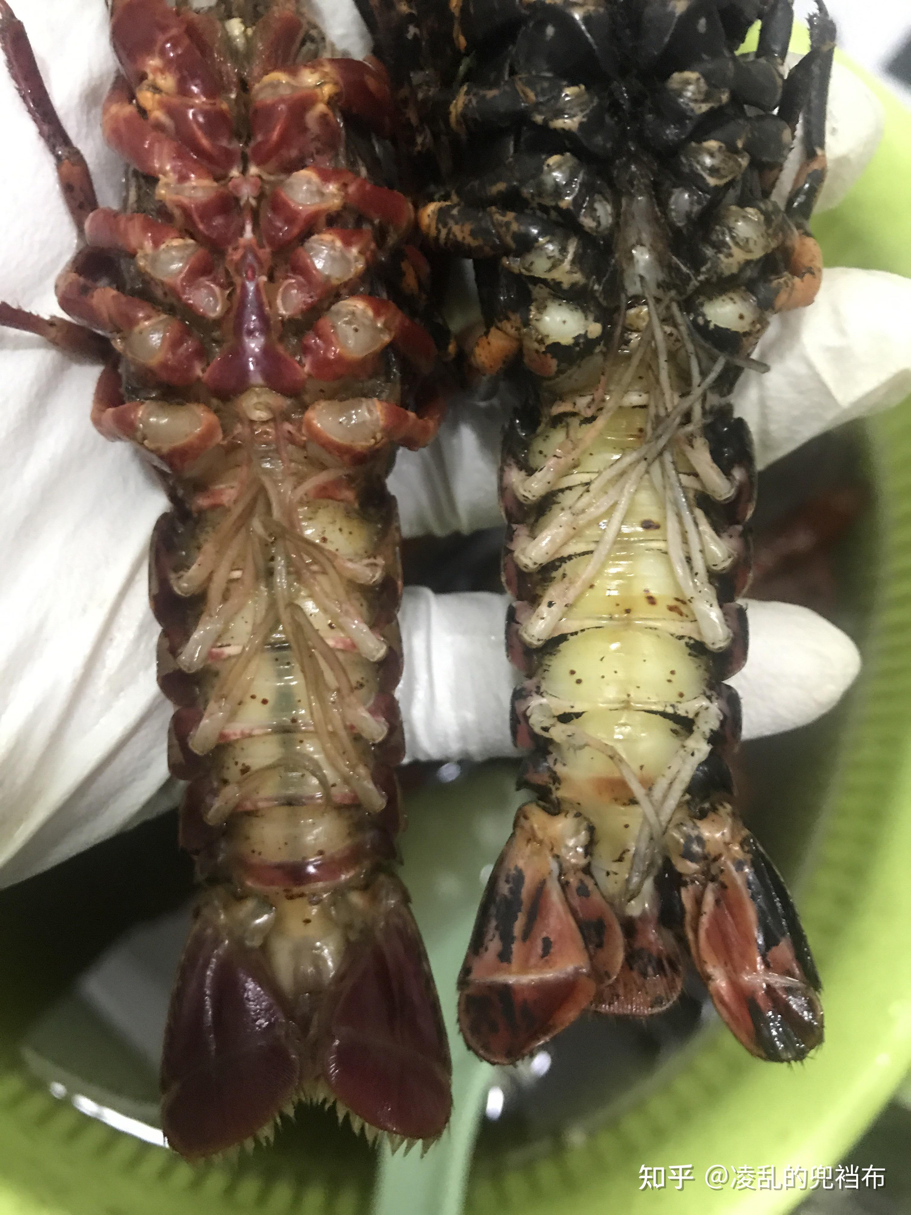 求助,我今天刚买的三斤小龙虾,发现有部分虾尾是有小红点的,以前没