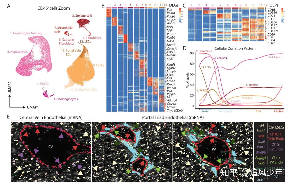 macrophage subsets reside in distinct spatial niches