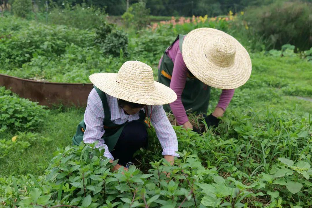 三,没菜卖了?挖野菜!