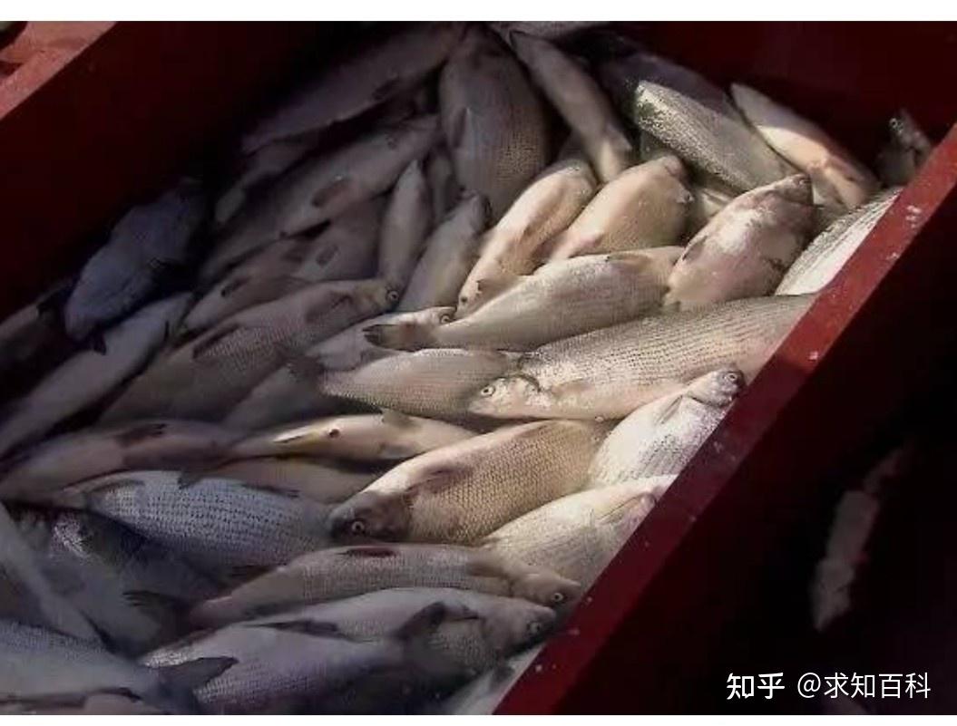 赛里木湖俄罗斯引进的高白鲑可以生吃么? - 知乎