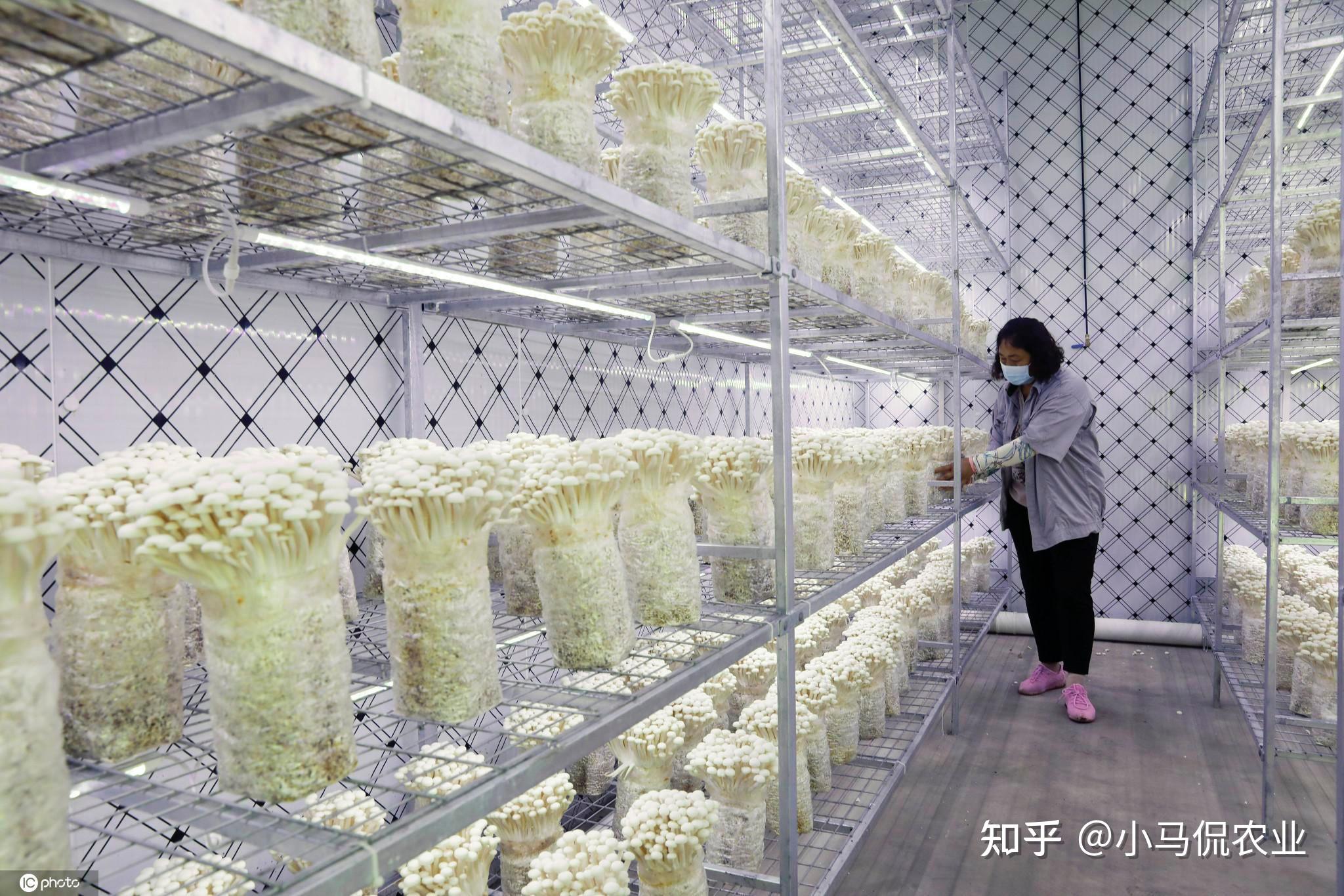 家庭菌菇养殖(家庭养殖菌类什么最挣钱)
