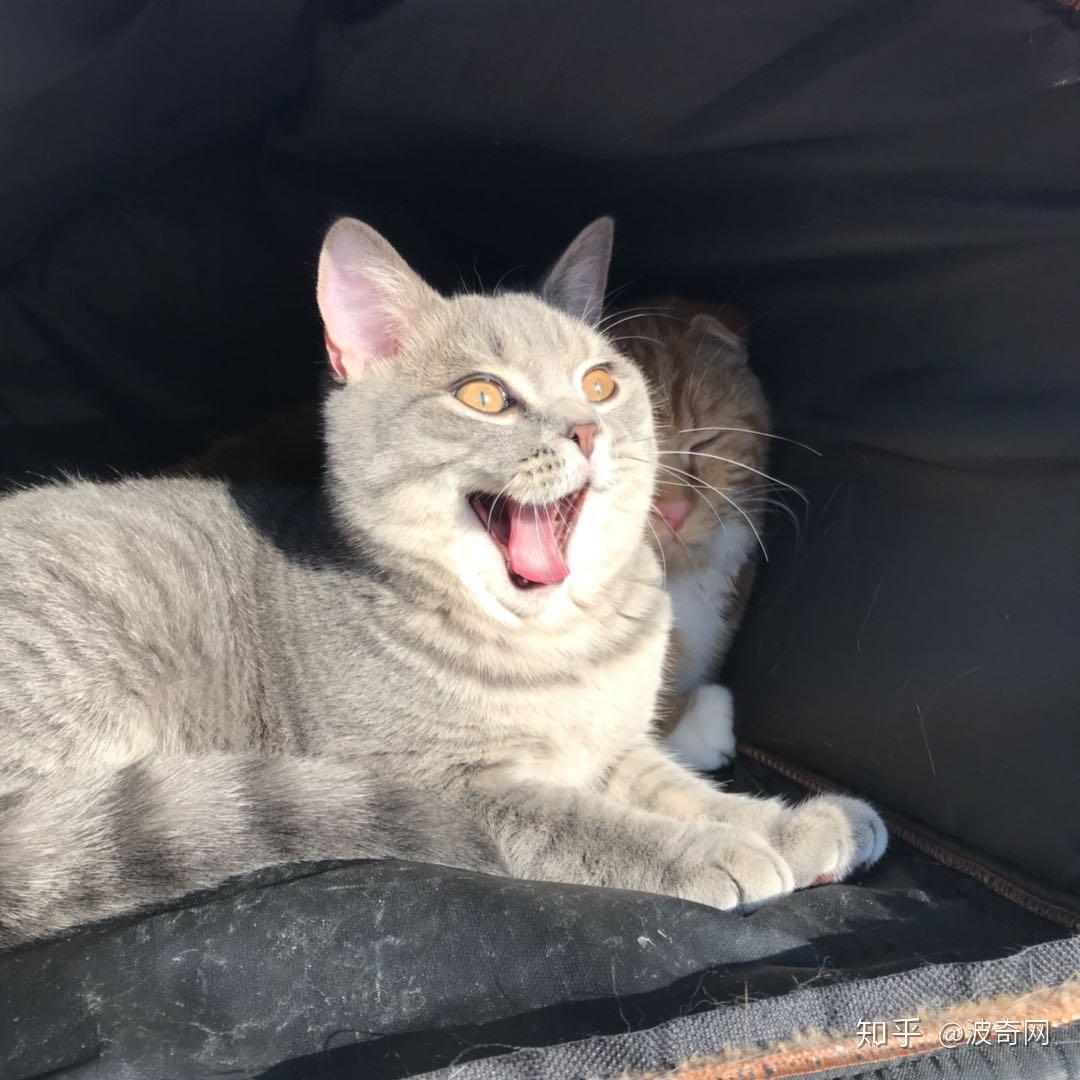 吸猫大会英短混血猫十六