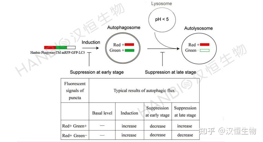 自噬干货分享系列之经典自噬研究 - 知乎