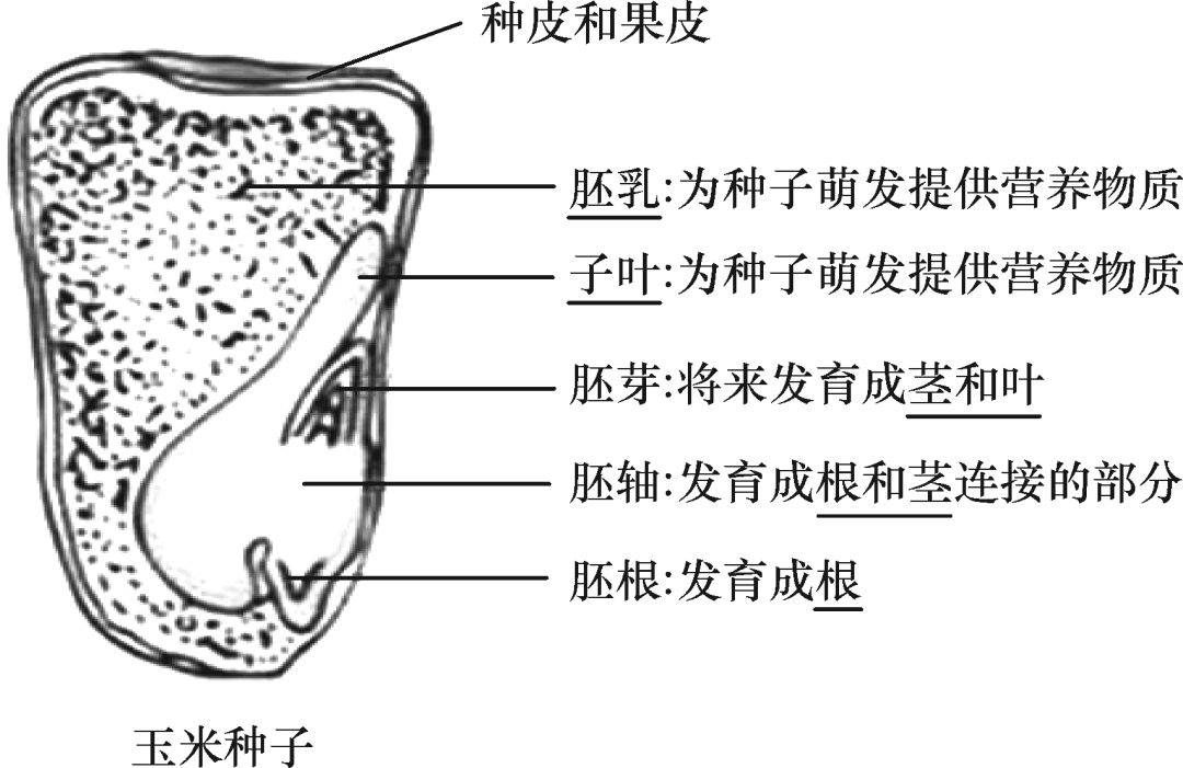 豆芽的组织结构图图片