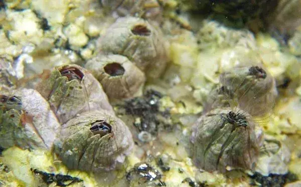 被称作地狱美味的藤壶用实力诠释什么叫脸都不要了