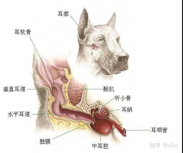 葆喻 犬猫耳病会引起哪些严重危害 知乎