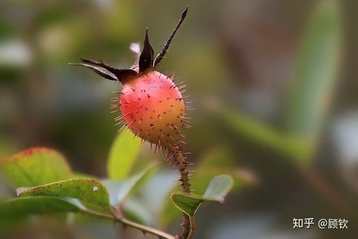 湖南邵阳武冈有一种泡水的植物,方言叫糖可乐,谁知道学名是什么?