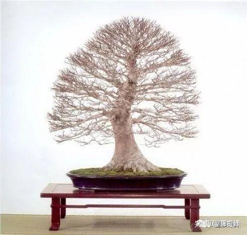 盆栽土怎么选购 v2-f099dbf8e7e34642a48996d7111361e8_r.jpg