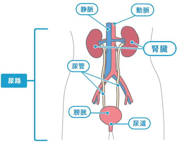 第二个过程是最终尿液的形成