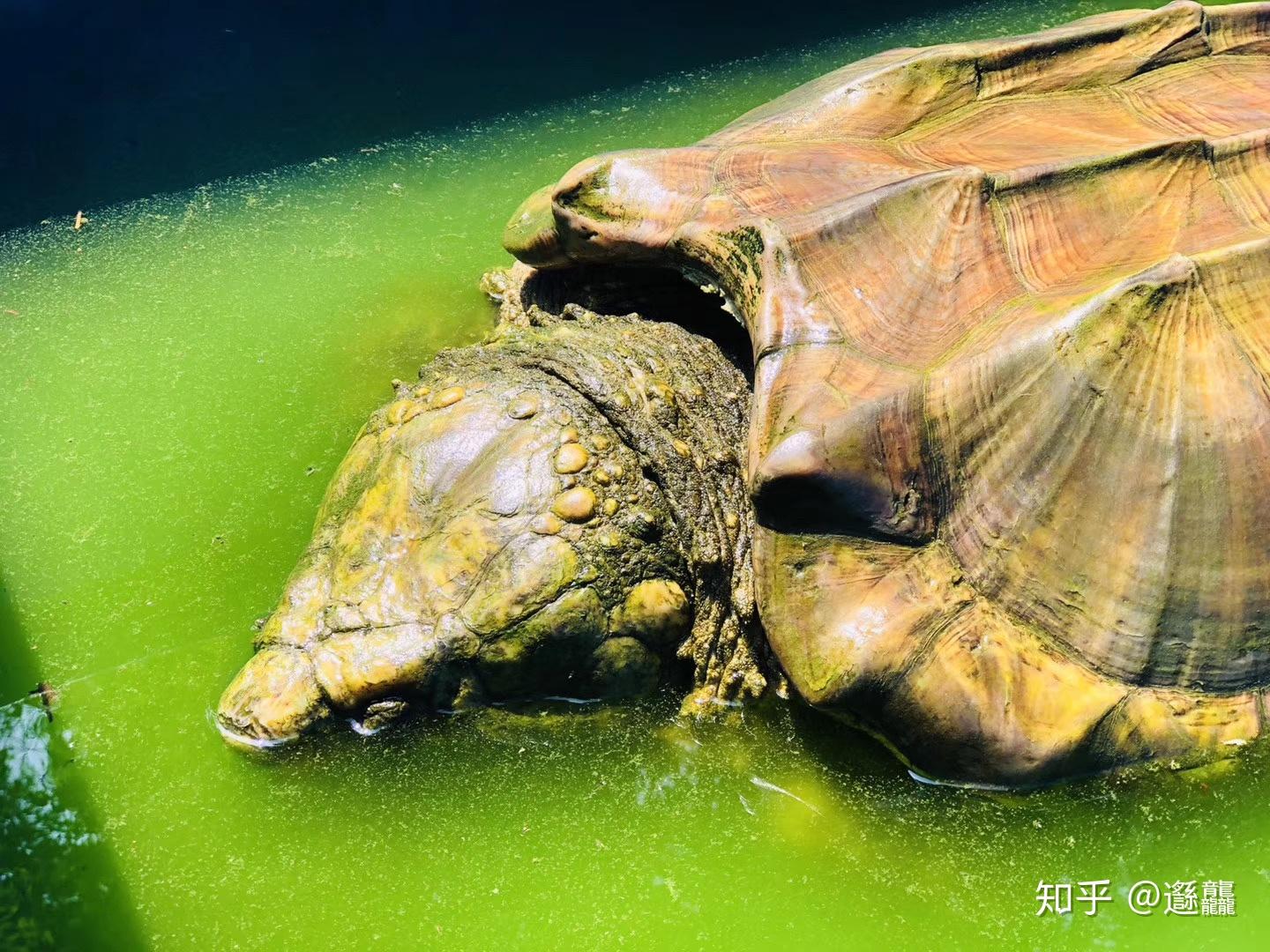 鳄鱼龟摄影图__野生动物_生物世界_摄影图库_昵图网nipic.com