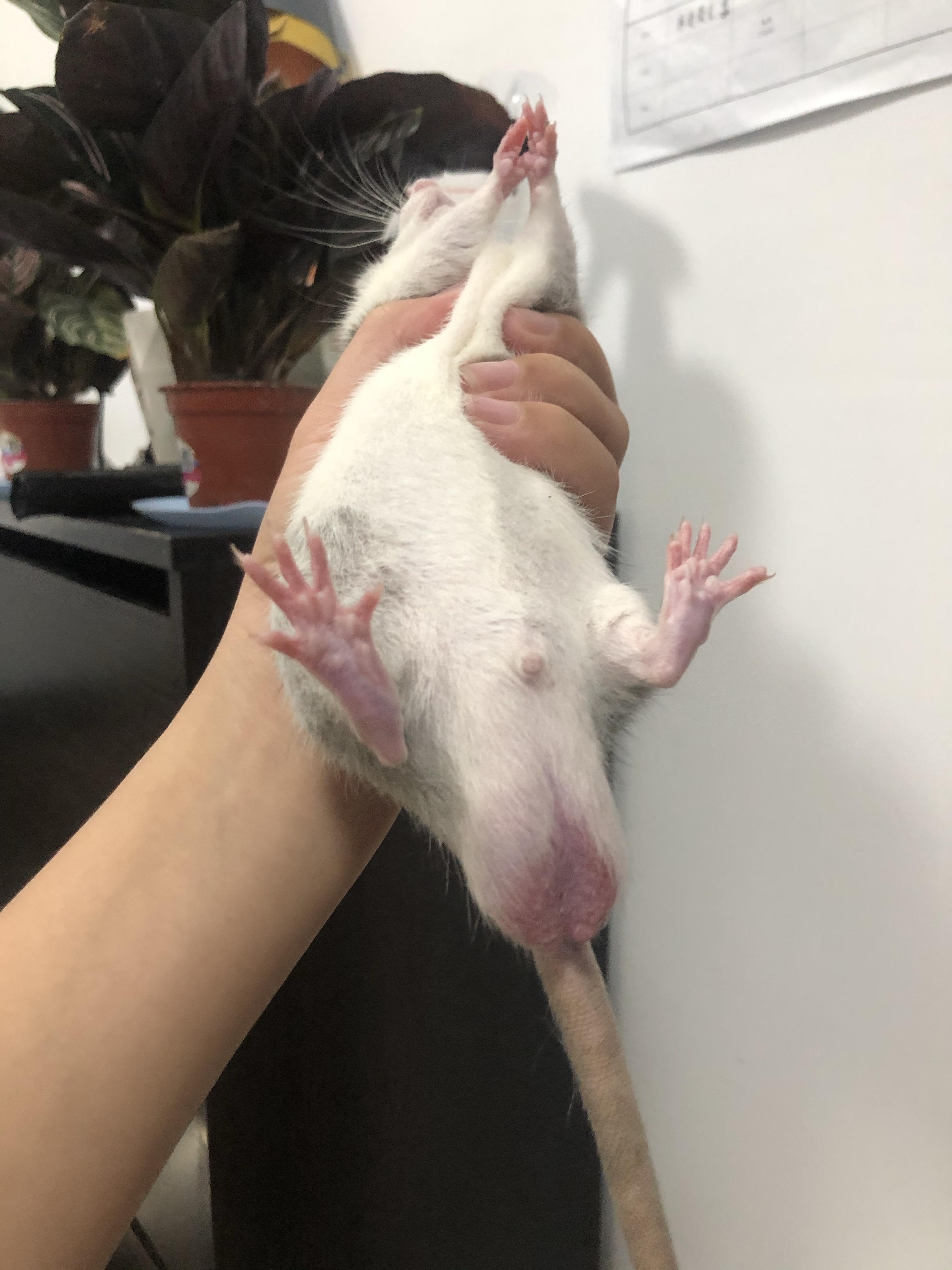 花枝鼠蛋蛋是不是很大? - 知乎