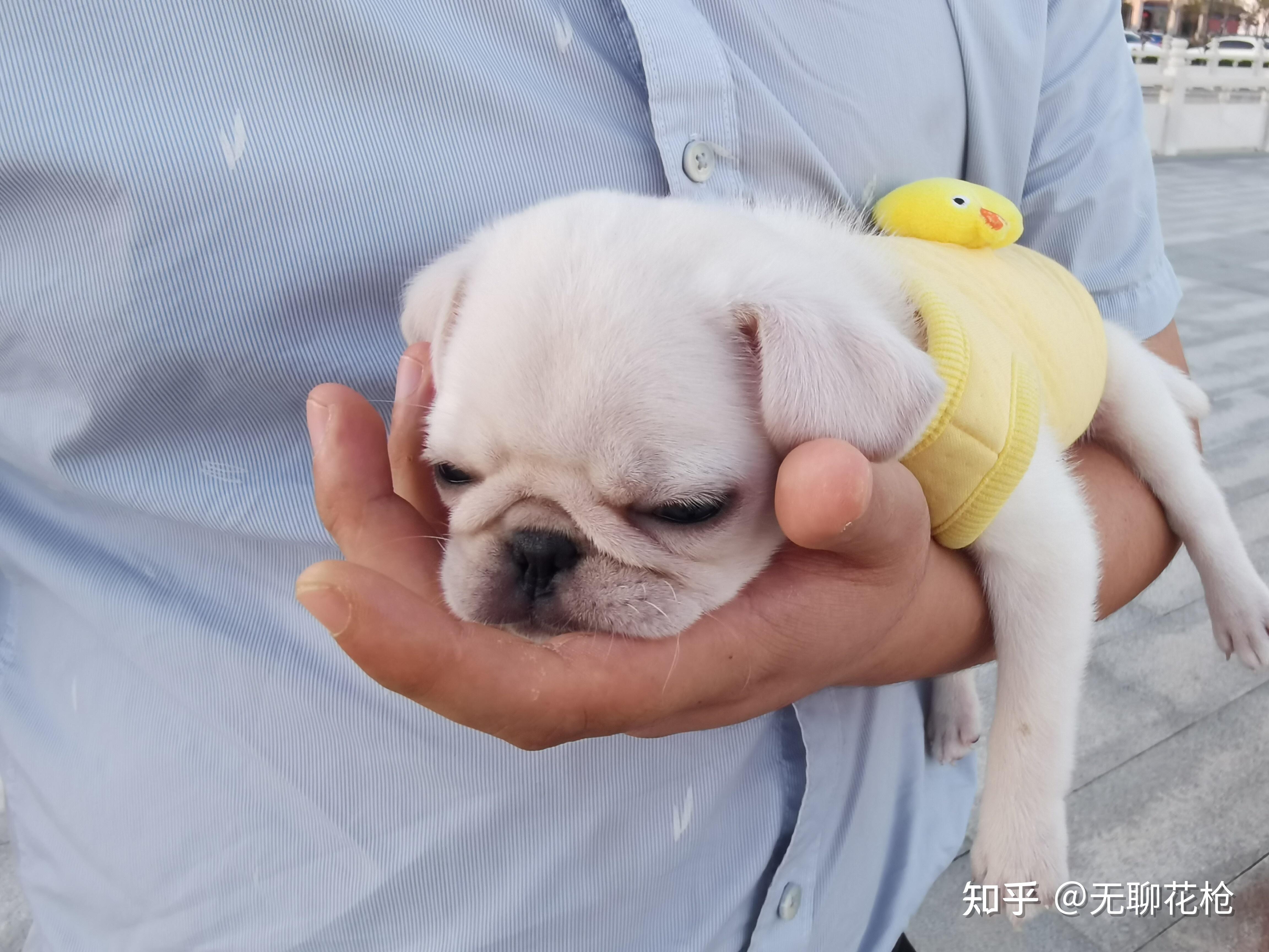 买了一只白色巴哥犬请问是纯的嘛