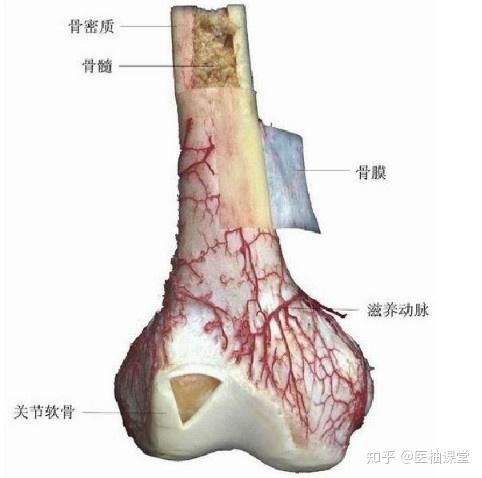 解剖学图谱- 知乎