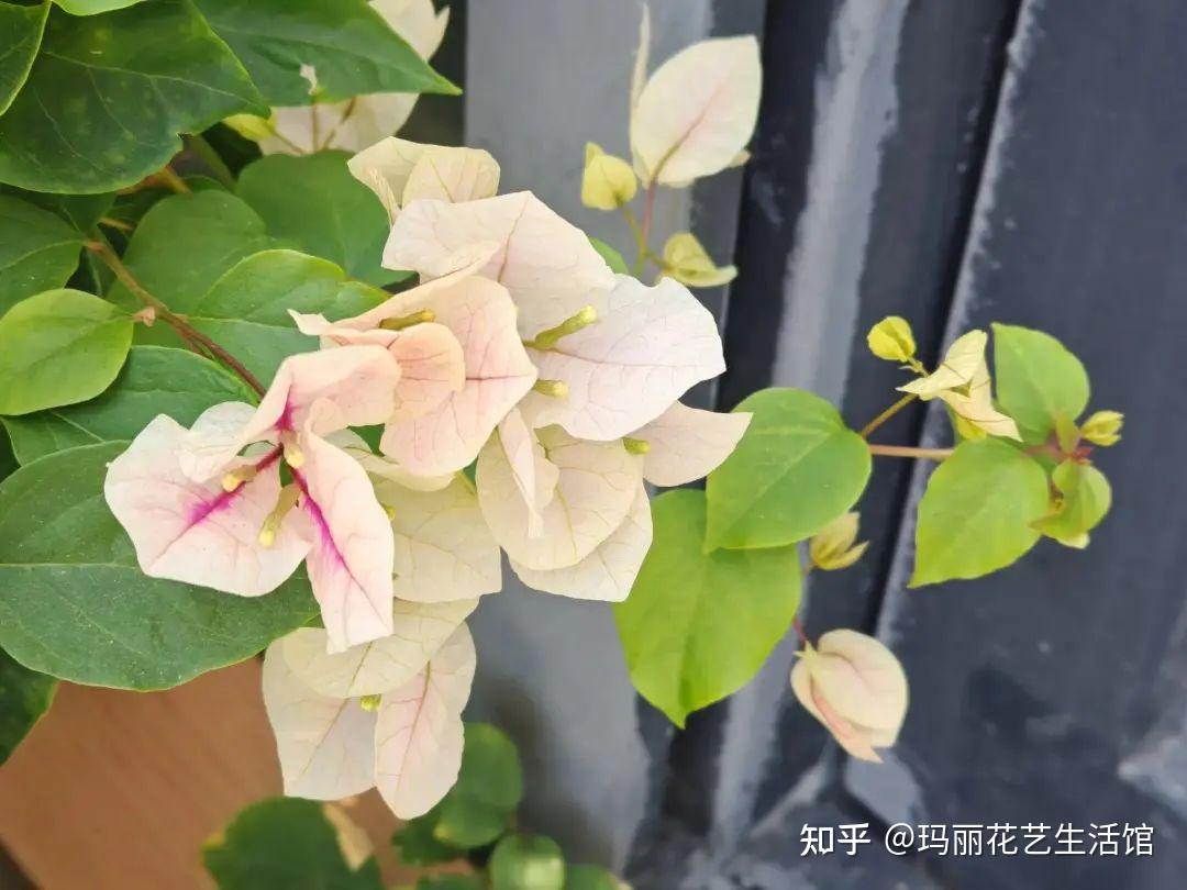 三角梅根系与冠幅怎么养？平时要怎么养护？ - 知乎