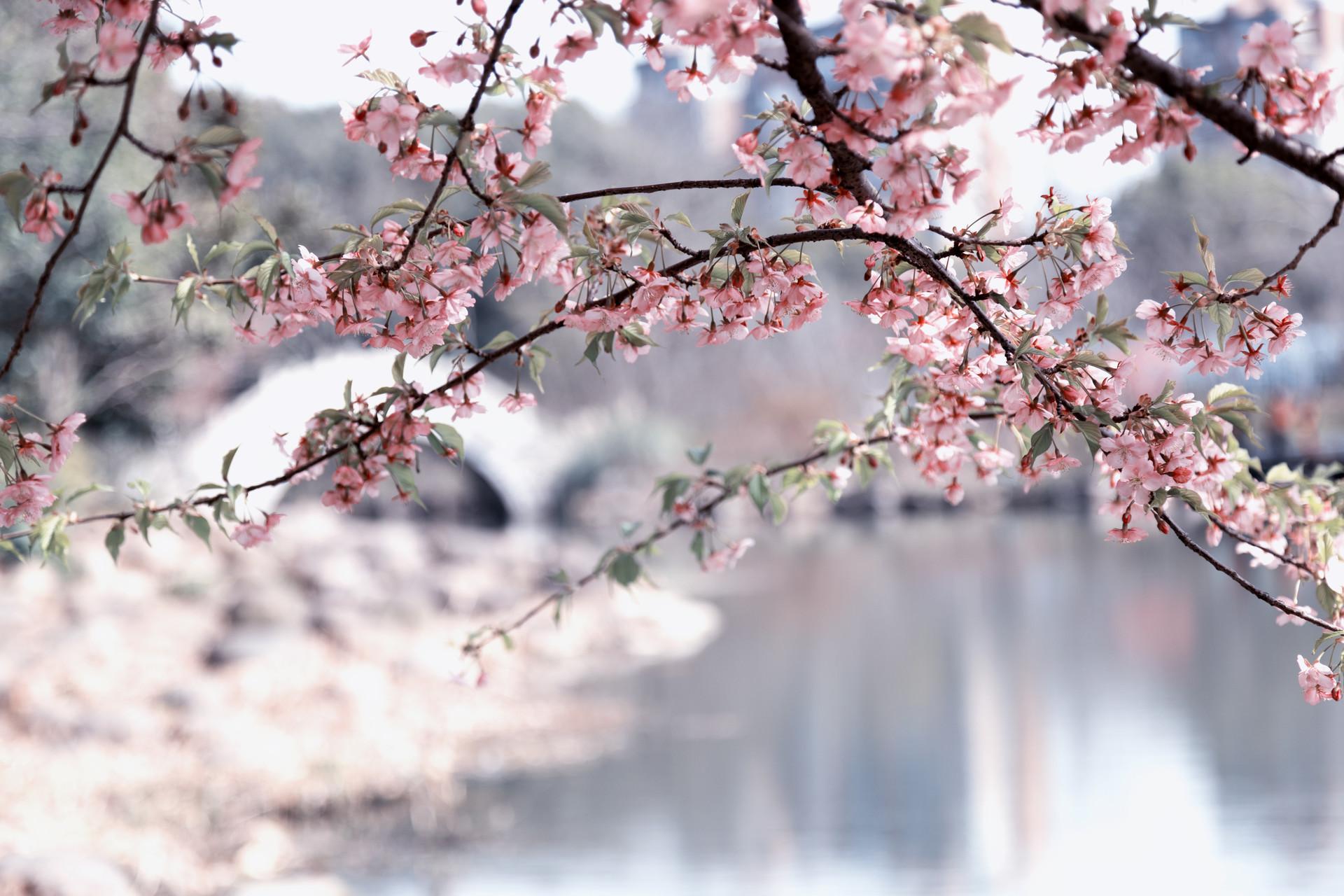 最是赏樱热闹时 上海植物园粉色樱花季开启