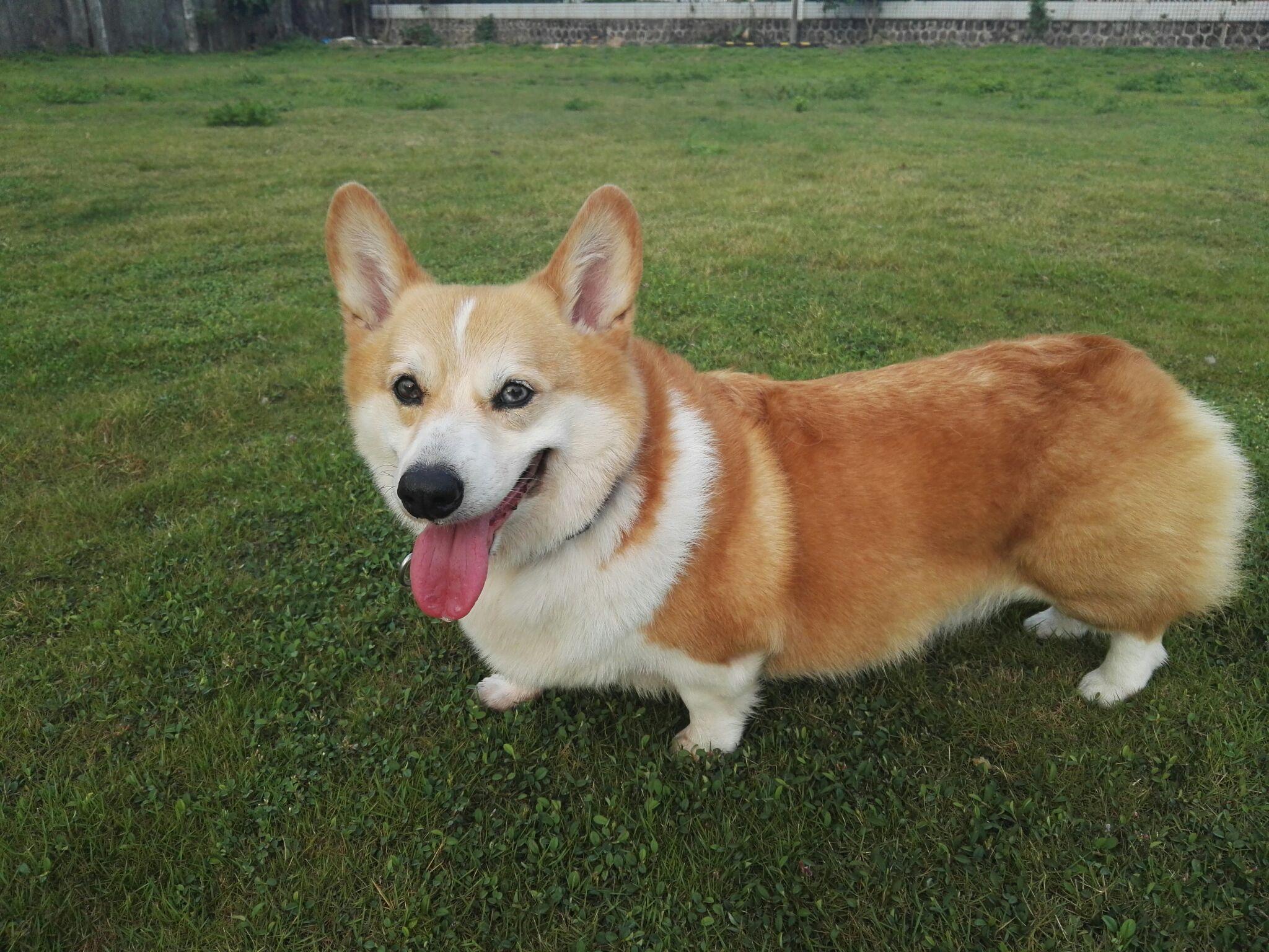 柯基的蓝眼睛是如何变化的