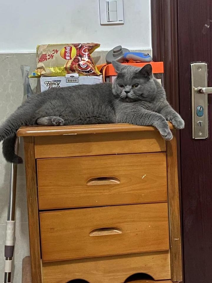 新手养猫攻略:新手养猫注意事项,新手养猫必备哪些东西?养猫知识合集,养猫攻略必看持续更新中! - 知乎