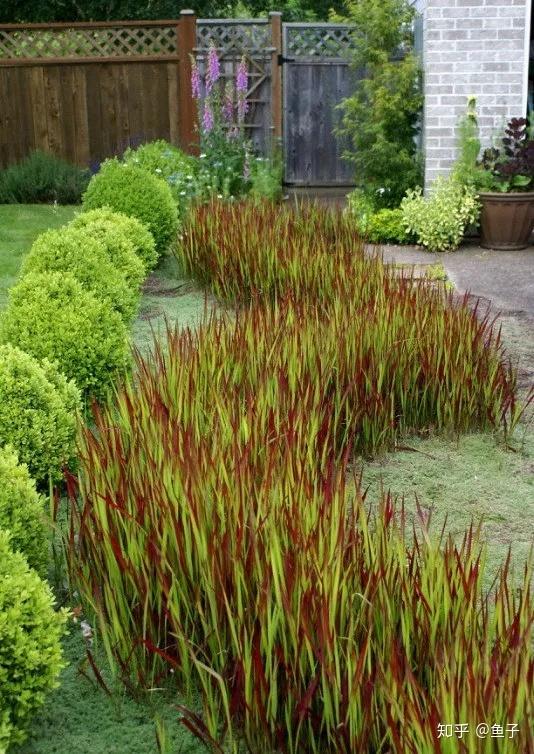 玩草佳品血茅草的鉴赏与养护