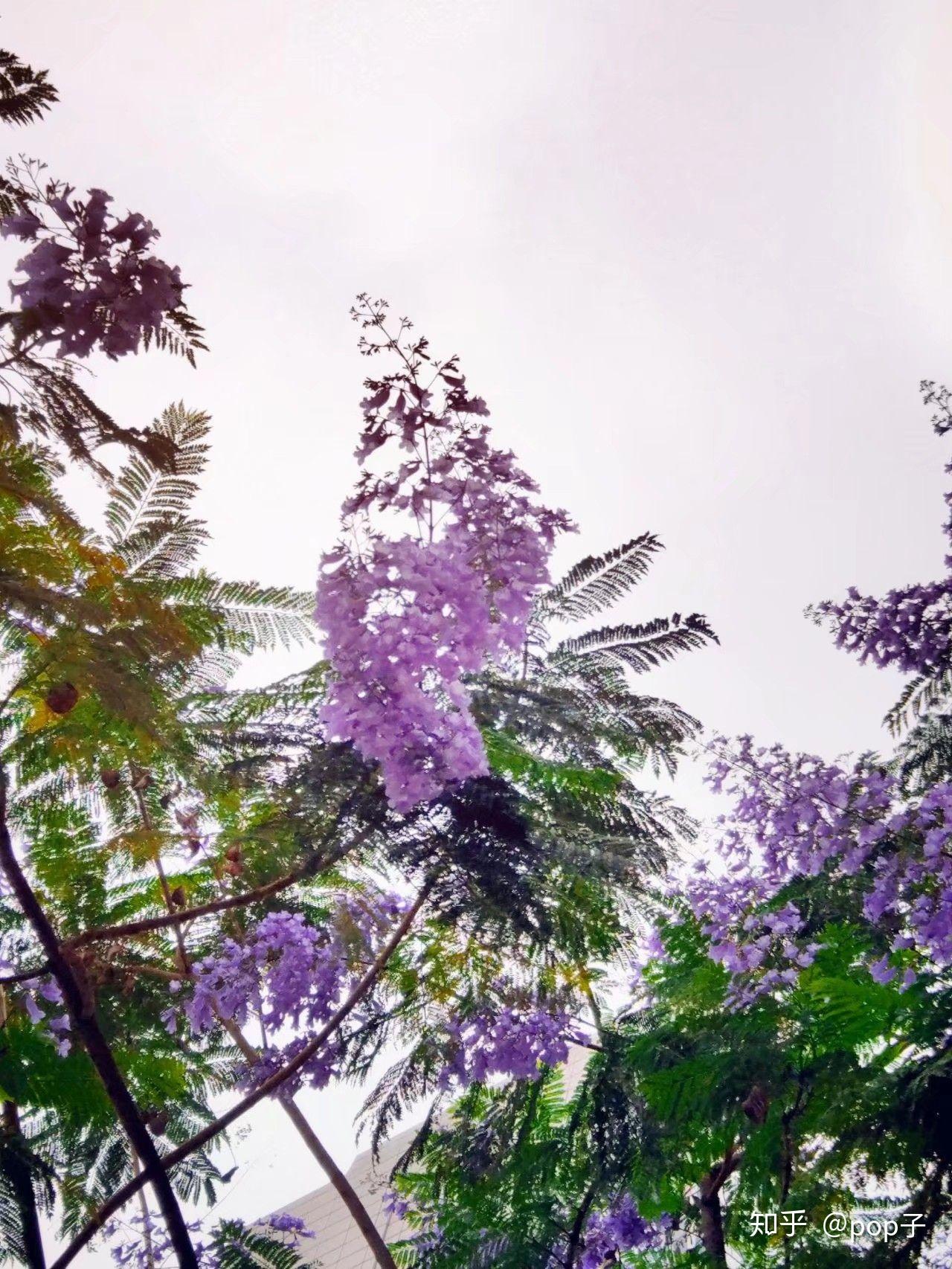 你听过什么好听的花名?