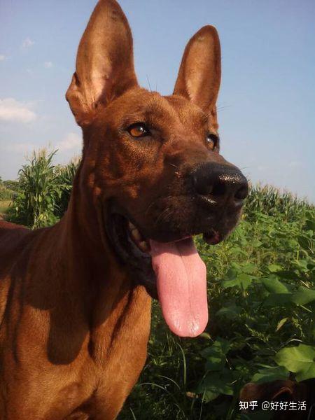 中华猎犬之王——“红狼犬”,单挑豺狼虎豹不在话下!