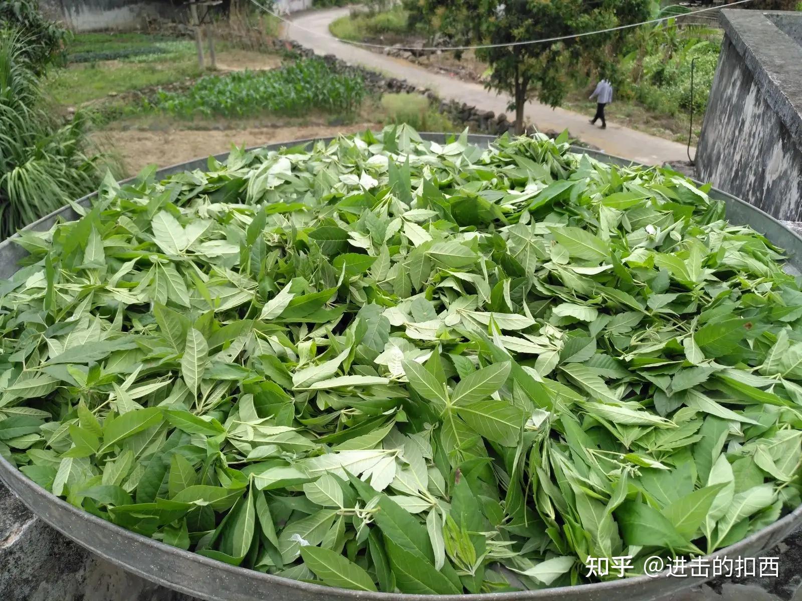 岭南草药坊 特别篇二 【布惊】