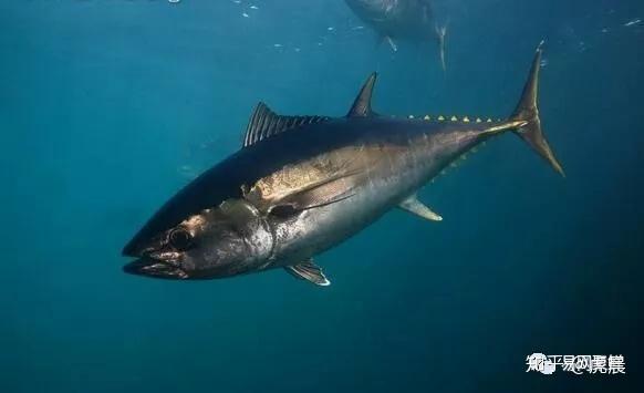 南方蓝鳍金枪鱼生存于大西洋,印度洋和太平洋的温带至寒带海域(主要