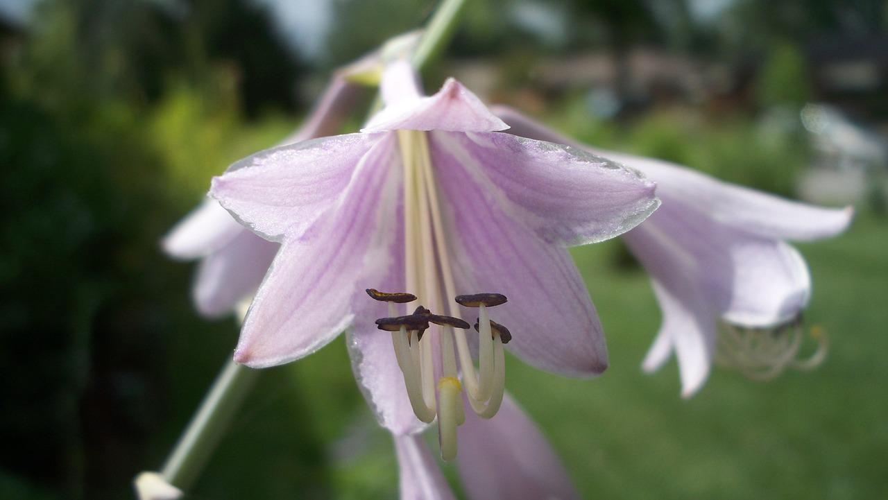脱土玉簪如何保存