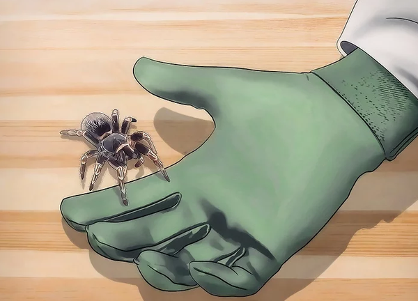 如何辨认蜘蛛 知乎