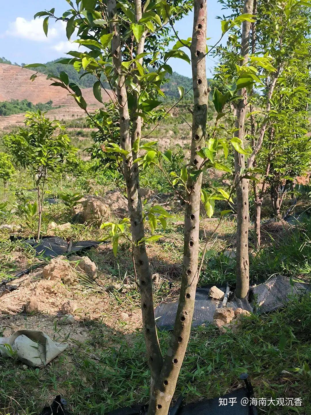 野生沉香和人工种植沉香有什么区别？ - 知乎