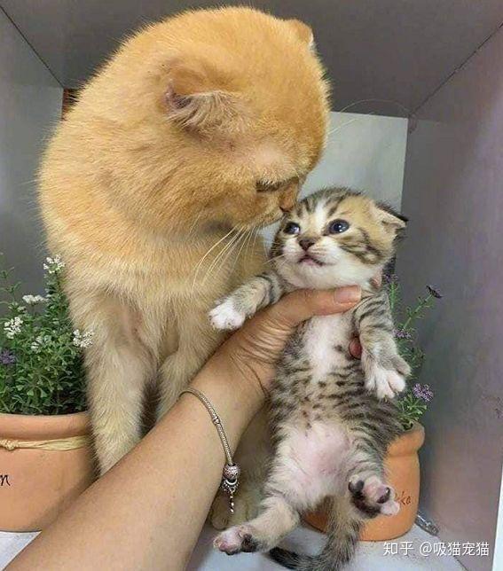 猫咪小新闻|母猫生下独子，猫爸对孩子一脸冷漠：这毛色，肯定不是我亲生的 - 知乎