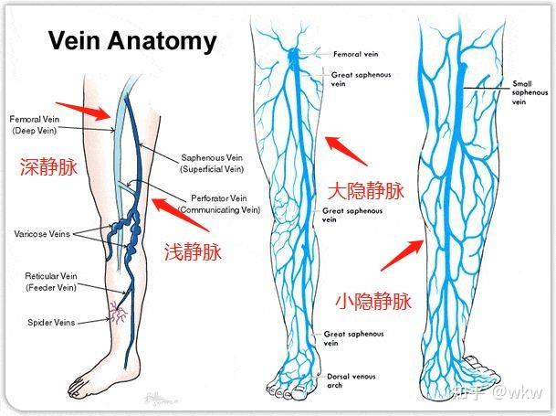 小腿下肢血管解剖图图片